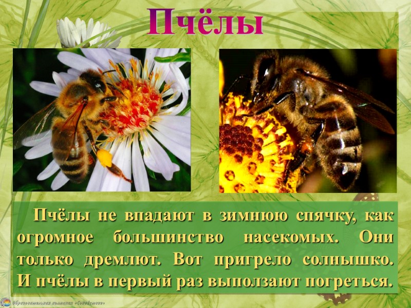 Пчёлы Пчёлы не впадают в зимнюю спячку, как огромное большинство насекомых. Они только дремлют.